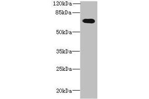 Western blot All lanes: GBP5 antibody at 6 μg/mL + Mouse thymus tissue Secondary Goat polyclonal to rabbit IgG at 1/10000 dilution Predicted band size: 67, 56 kDa Observed band size: 67 kDa (GBP5 antibody  (AA 321-500))