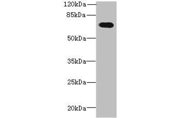 GBP5 Antikörper  (AA 321-500)