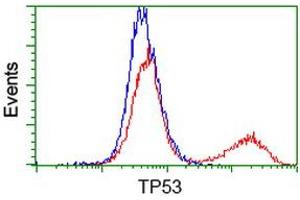 Image no. 5 for anti-Tumor Protein P53 (TP53) antibody (ABIN1499970) (p53 antibody)