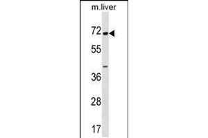 Western blot analysis in mouse liver tissue lysates (35ug/lane).