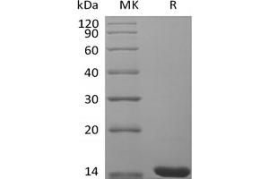Western Blotting (WB) image for Fibroblast Growth Factor 4 (FGF4) protein (ABIN7320894) (FGF4 Protein)