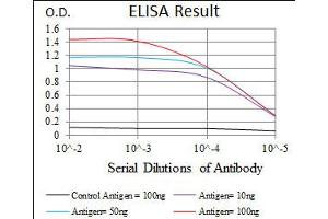 Image no. 2 for anti-Replication Protein A1, 70kDa (RPA1) antibody (ABIN1500741) (RPA1 antibody)