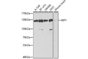 Western blot analysis of extracts of various cell lines using HIP1 Polyclonal Antibody at dilution of 1:1000. (HIP1 antibody)