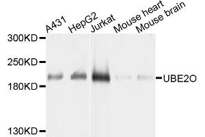 Western blot analysis of extracts of various cell lines, using UBE2O antibody. (UBE2O antibody)