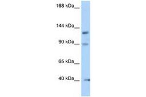Image no. 1 for anti-Oral-Facial-Digital Syndrome 1 (OFD1) (N-Term) antibody (ABIN6748092) (OFD1 antibody  (N-Term))