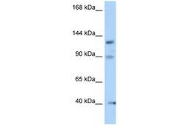 OFD1 antibody  (N-Term)