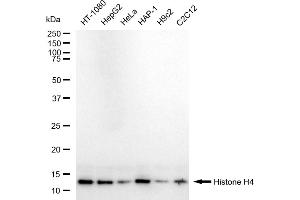 Western blotting analysis using Histone H4 antibody (ABIN7798982).
