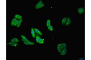 Immunofluorescent analysis of HepG2 cells using ABIN7142389 at dilution of 1:100 and Alexa Fluor 488-congugated AffiniPure Goat Anti-Rabbit IgG(H+L) (MRPL28 antibody  (AA 1-256))