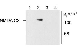 Western blots of 10 ug of HEK 293 cells showing specific immunolabeling of the ~120k NR1 subunit of the NMDA receptor containing the C2 splice variant insert. (GRIN1/NMDAR1 antibody)