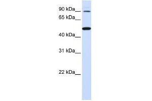 RHBDF1 antibody used at 1 ug/ml to detect target protein. (RHBDF1 antibody)