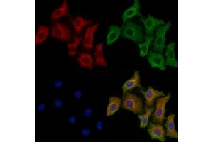 ABIN7094524 and ABIN7098573 staining Hela cells by IF/ICC. (Prolactin Receptor antibody  (N-Term))