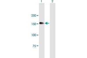 Western Blot analysis of MTMR4 expression in transfected 293T cell line by MTMR4 MaxPab polyclonal antibody. (MTMR4 antibody  (AA 1-1195))