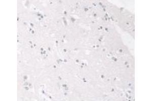 IHC-P analysis of Human Brain Tissue, with DAB staining. (Lamin B1 antibody  (AA 52-233))
