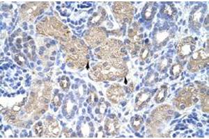 Immunohistochemical staining (Formalin-fixed paraffin-embedded sections) of human kidney with EIF3G polyclonal antibody  at 4-8 ug/mL working concentration. (EIF3G antibody  (N-Term))