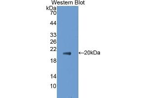 Western Blotting (WB) image for anti-Tumor Necrosis Factor (Ligand) Superfamily, Member 8 (TNFSF8) (AA 68-231) antibody (ABIN1172346)