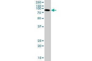 PTPNS1 MaxPab polyclonal antibody. (SIRPA antibody  (AA 1-508))