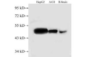 Western Blot analysis of HepG2, A431 cells and Rat brain using TUFM Polyclonal Antibody at dilution of 1:500 (TUFM antibody)