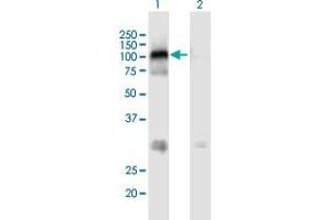 Western Blot analysis of MAST2 expression in transfected 293T cell line by MAST2 MaxPab polyclonal antibody. (MAST2 antibody  (AA 1-792))