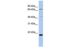 Image no. 1 for anti-Adenosylmethionine Decarboxylase 1 (AMD1) (AA 149-198) antibody (ABIN6743774) (AMD1 antibody  (AA 149-198))