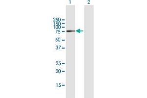 Western Blot analysis of ASNSD1 expression in transfected 293T cell line by ASNSD1 MaxPab polyclonal antibody. (ASNSD1 antibody  (AA 1-643))