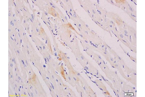 Myogenin antibody