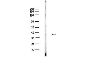 Western blot analysis of lysates from Mouse testis, using Phospho-hnRPD (Ser83) Antibody at 1/1000 dilution.