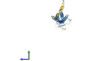 AlphaFold protein structure predicition of Mouse Recombinant Cldn14 Protein, UniprotID Q9Z0S3