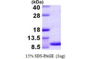 Figure annotation denotes ug of protein loaded and % gel used. (Chemokine (C-C Motif) Ligand 15 (CCL15) (AA 22-113) Peptide)
