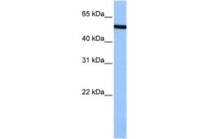 Western Blotting (WB) image for anti-Nucleoporin 50kDa (NUP50) antibody (ABIN2463505)
