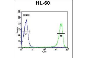 Flow cytometric analysis of HL-60 cells (right histogram) compared to a negative control cell (left histogram). (KIR2DS3 antibody  (C-Term))