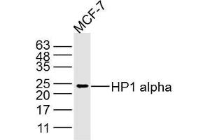 MCF-7 lysates probed with HP1 alpha Polyclonal Antibody, Unconjugated  at 1:300 dilution and 4˚C overnight incubation. (CBX5 antibody)