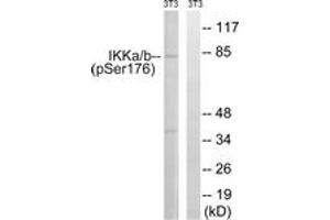 Western blot analysis of extracts from NIH-3T3 cells treated with TNF 20ng/ml 30', using IKK-alpha (Phospho-Ser176) /IKK-beta (Phospho-Ser177) Antibody. (IKK alpha antibody  (pSer176))