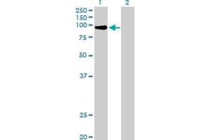 Western Blot analysis of MZF1 expression in transfected 293T cell line by MZF1 MaxPab polyclonal antibody. (MZF1 antibody  (AA 1-734))