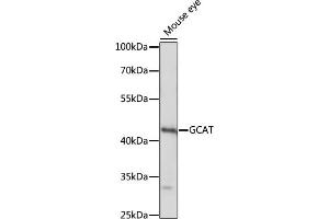 Western blot analysis of extracts of mouse eye, using GCAT antibody (ABIN7267461) at 1:1000 dilution. (GCAT antibody  (AA 170-419))