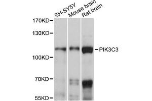 Western blot analysis of extracts of various cell lines, using PIK3C3 antibody (ABIN6292226) at 1:1000 dilution. (PIK3C3 antibody)