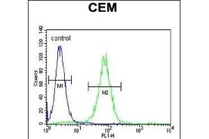 PSL Antibody (C-term) (ABIN655913 and ABIN2845312) flow cytometric analysis of CEM cells (right histogram) compared to a negative control cell (left histogram). (FOLH1B antibody  (C-Term))
