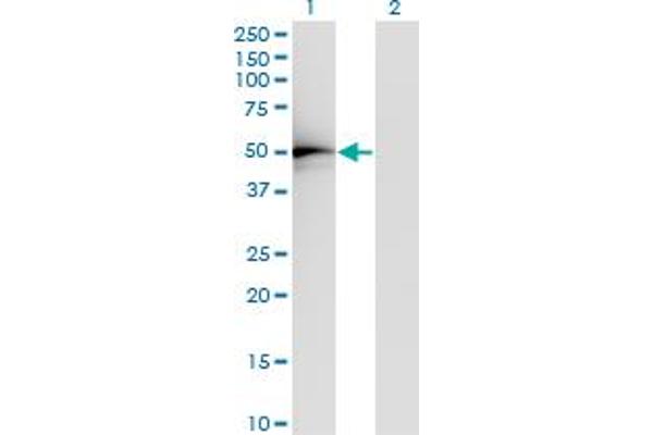 TADA2L antibody  (AA 1-305)