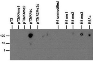 Dot Blot of Rabbit Histone H3 [p Thr3, ac Lys4] Antibody. (Histone 3 antibody  (H3K4ac, pThr3))
