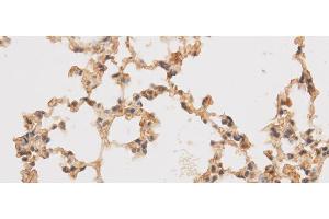 Immunohistochemistry of paraffin-embedded Rat lung using SF3A3 Polyclonal Antibody at dilution of 1:50 (SF3A3 antibody)