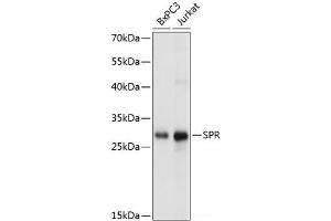 Western blot analysis of extracts of various cell lines using SPR Polyclonal Antibody at dilution of 1:1000. (SPR antibody)