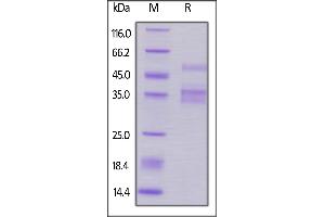 Biotinylated Human TACI, Fc,Avitag on  under reducing (R) condition. (TACI Protein (AA 2-166) (Fc Tag,AVI tag,Biotin))
