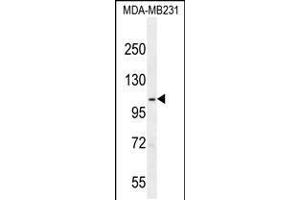 Western blot analysis in MDA-MB231 cell line lysates (35ug/lane). (SEMA3G antibody  (AA 216-244))