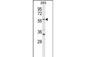 Western blot analysis of LMBR1L Antibody (C-term) (ABIN653751 and ABIN2843051) in 293 cell line lysates (35 μg/lane). (LMBR1L antibody  (C-Term))