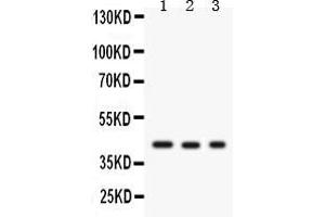 Anti-GAP43 antibody, Western blottingAll lanes: Anti GAP43  at 0. (GAP43 antibody  (C-Term))