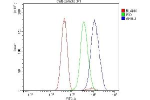 Flow Cytometry analysis of U251 cells using anti-Grainyhead-like protein 1/GRHL1 antibody (ABIN7599498). (GRHL1 antibody  (AA 1-618))