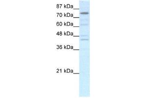 Human HepG2 (EOMES antibody  (N-Term))