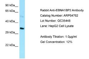 Western Blotting (WB) image for anti-EBNA1 Binding Protein 2 (EBNA1BP2) (C-Term) antibody (ABIN2789957)