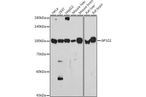 gamma 1 Adaptin antibody