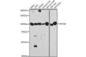 Western blot analysis of extracts of various cell lines, using G1 antibody (ABIN7265446) at 1:1000 dilution. (gamma 1 Adaptin antibody)