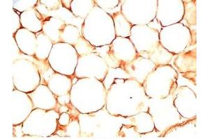 Rat visceral fat tissue was stained by Rabbit Anti-sFRP-2 (25-50) (Human) Antiserum (SFRP2 antibody  (AA 25-50))